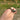 California Red-sided Garter Snakes